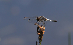 Leucorrhinia caudalis
