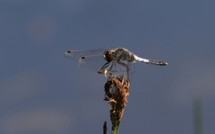 Leucorrhinia caudalis