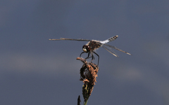 Leucorrhinia caudalis