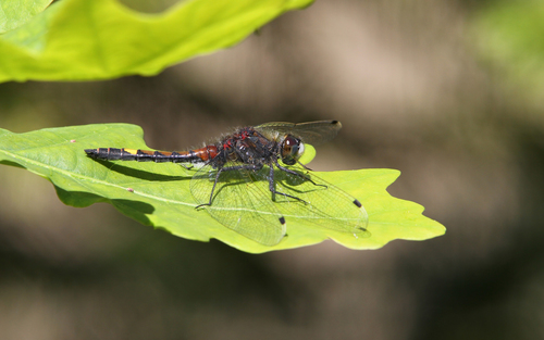 Large White-faced Darter photo 2