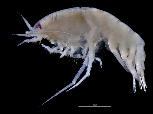Perioculodes longimanus