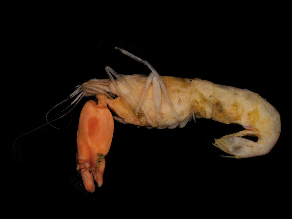 Callianassa subterranea