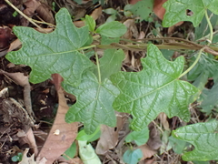 Stigmaphyllon angulosum