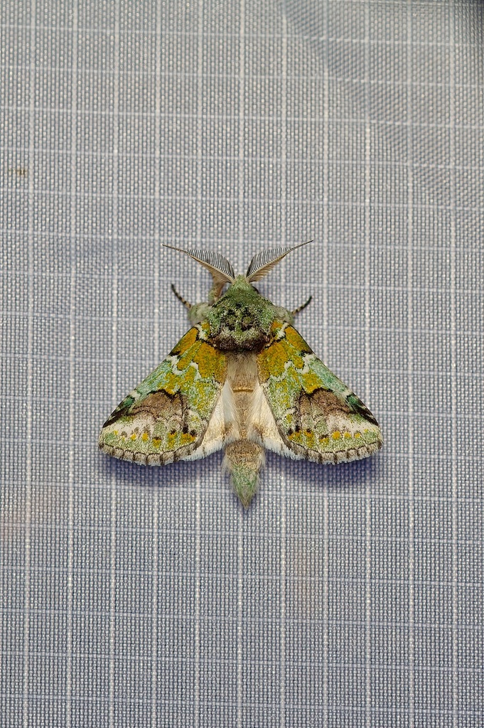 Harvey's Prominent