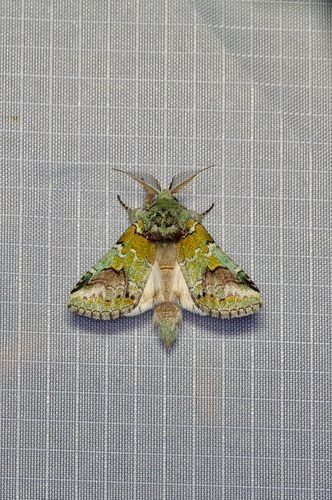 Harvey's Prominent