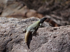 High Mountain Lizard photo 5
