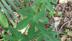 Ipomoea mauritiana