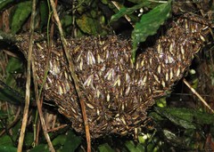 Apoica