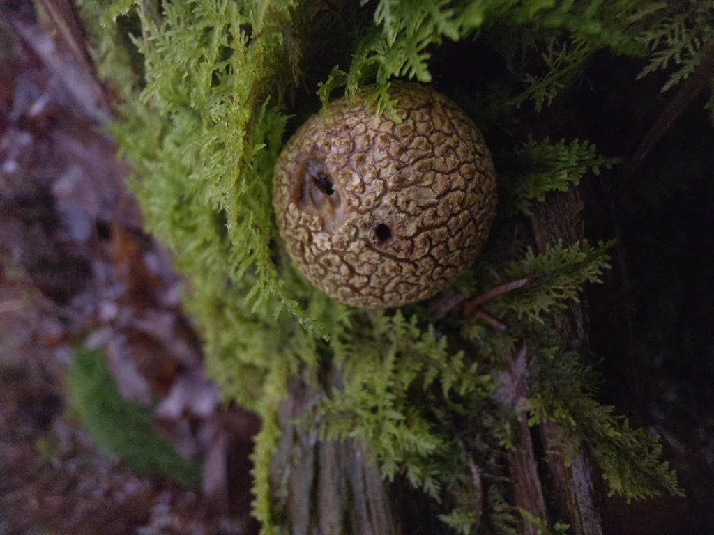 Scleroderma citrinum · December 2025 · photo: © zanrode (iNaturalist, cc-by)