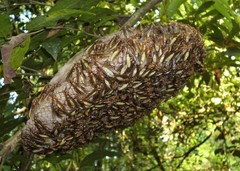 Apoica