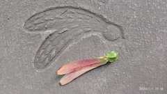 Dipterocarpus kunstleri