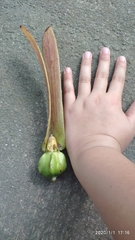 Dipterocarpus kunstleri