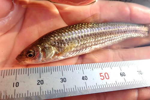 Tamoroko (Gnathopogon elongatus) — Cyprinidae — 3
