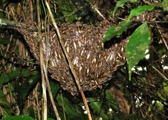 Apoica