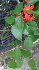 Mucuna bennettii