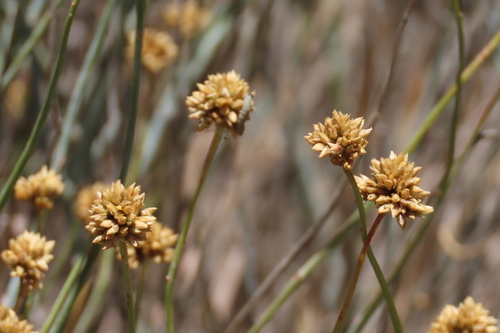 Buckwood (Hermbstaedtia glauca)