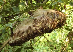 Apoica
