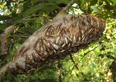 Apoica