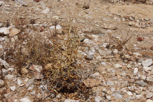 Pelargonium spinosum, photograph 5