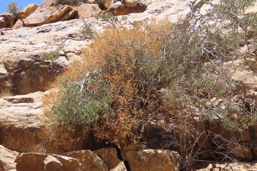 Pelargonium spinosum, photograph 4
