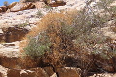 Pelargonium spinosum, photograph author not stated, no rights reserved