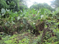 Montrichardia linifera