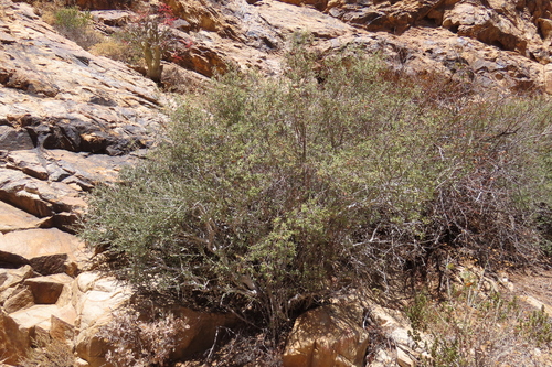 Namaqua Starapple (Diospyros ramulosa)