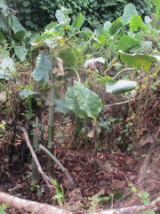 Montrichardia linifera
