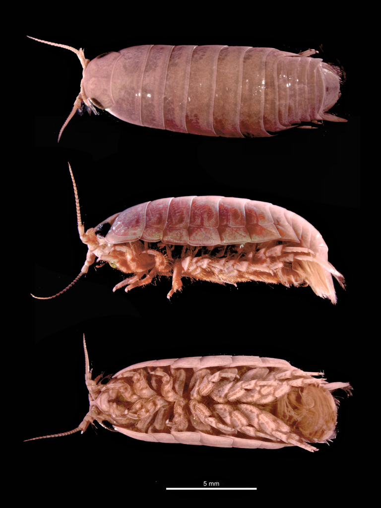 Natatolana gallica