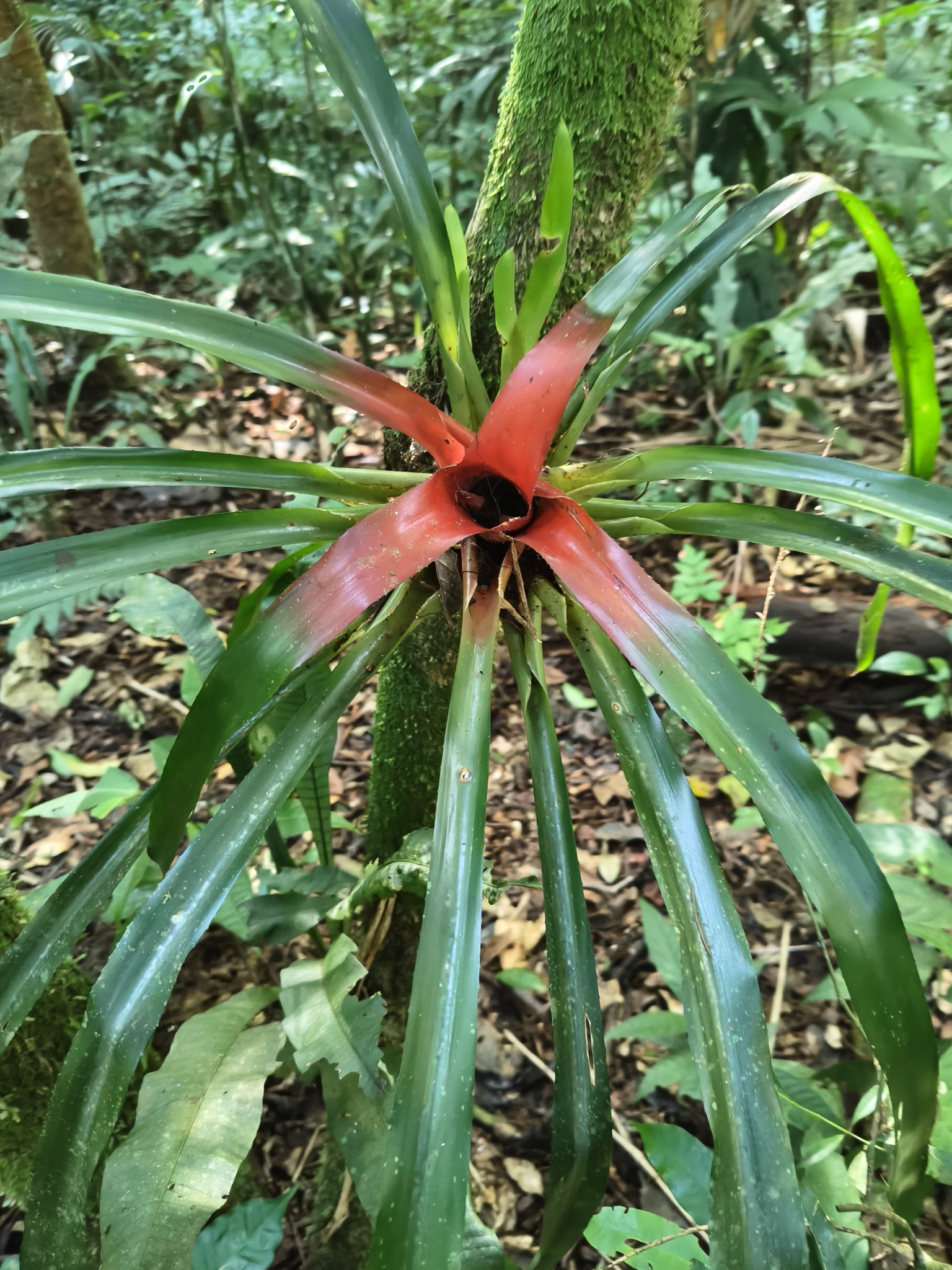 Neoregelia Carolinae (Neoregelia carolinae)