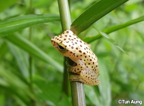 Spotted Bubble-nest Frog