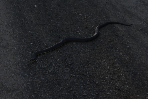 Highlands Copperhead sighting