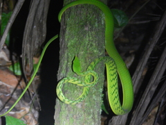 Ahaetulla
