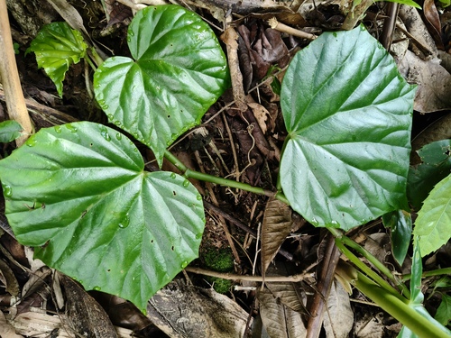 Morning-glory begonia (Begonia convolvulacea)