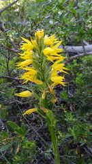Gavilea lutea