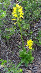 Gavilea lutea