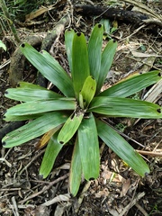 Vriesea bituminosa, photograph (c) Diogo Luiz, some rights reserved (CC BY)