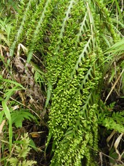 Woodwardia prolifera