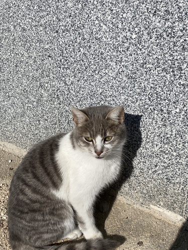 Domestic Cat