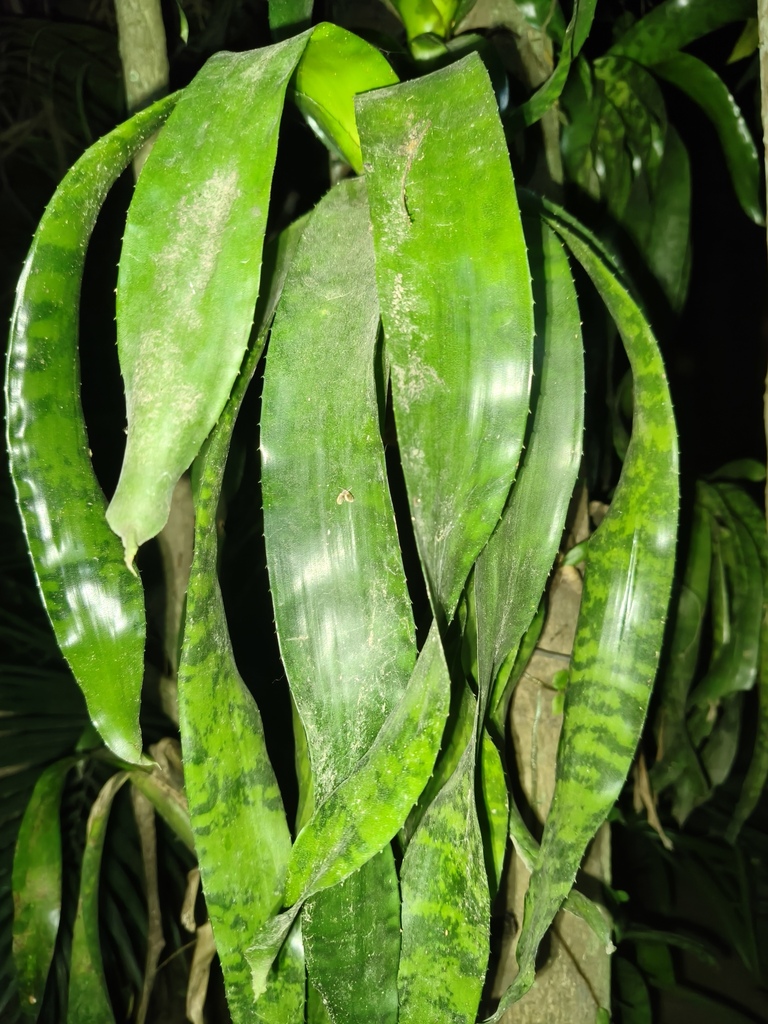 Aechmea correia-araujoi (Aechmea correia-araujoi)