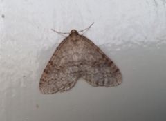 Epirrita dilutata