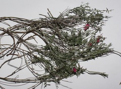 Indigofera complicata