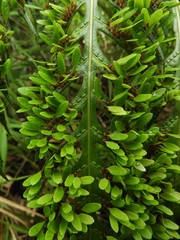 Woodwardia prolifera