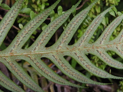 Woodwardia prolifera