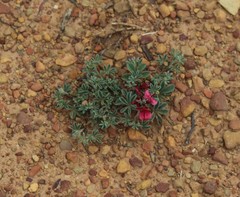 Indigofera burchellii