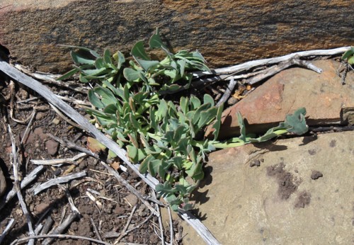 Othonna ciliata