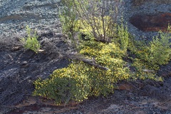 Aspalathus brevicarpa