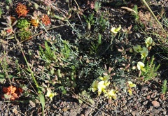 Lotononis exstipulata