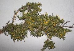 Aspalathus brevicarpa