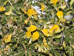 Aspalathus brevicarpa